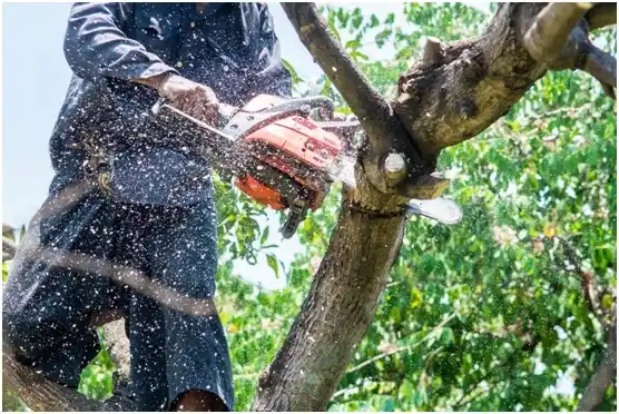 tree services Bainbridge Island